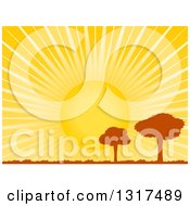 Poster, Art Print Of Big Yellow Sun Shining Behind Silhouetted Trees In A Meadow