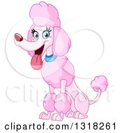 Poster, Art Print Of Cartoon Happy Pink Standard Poodle Panting And Sitting
