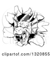 Clipart Of A Snarling Black And White Dragon Mascot Head Breaking Through A Wall Royalty Free Vector Illustration