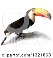 Poster, Art Print Of 3d Toucan Bird And Shadow