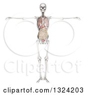Clipart Of A 3d Full Human Skeleton With Visible Organs On White Royalty Free Illustration by KJ Pargeter