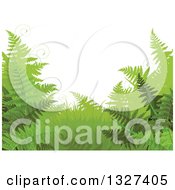 Background Of Green Ferns And Tendrils