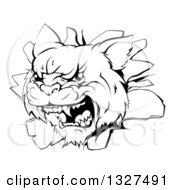 Poster, Art Print Of Black And White Mad Wildcat Mascot Head Breaking Through A Wall