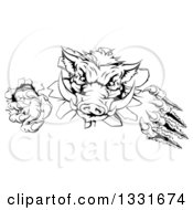 Poster, Art Print Of Black And White Aggressive Clawed Boar Mascot Slashing Through A Wall