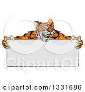Poster, Art Print Of Cartoon Aggressive Tiger Sports Mascot Holding A Blank Wide Sign 2