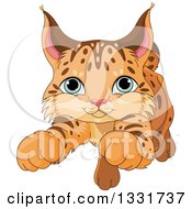 Cute Baby Bobcat Cub Pouncing
