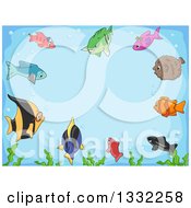 Poster, Art Print Of Border Of Curious Marine Fish And Seaweed Focused On The Center