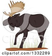Poster, Art Print Of Walking Moose In Grass