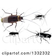 3d And Grayscale Cockroaches