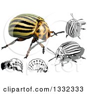 Poster, Art Print Of 3d And Grayscale Colorado Potato Beetles And Larvae