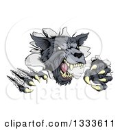 Ferocious Gray Wolf Slashing Through A Wall