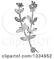 Clipart Of A Black And White Woodcut Herbal Marjoram Plant Royalty Free Vector Illustration