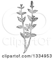 Black And White Woodcut Herbal Mint Plant