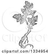 Poster, Art Print Of Black And White Woodcut Herbal Parsley Root And Plant