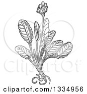 Black And White Woodcut Herbal Cowslip Plant