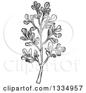 Black And White Woodcut Herbal Rue Plant