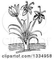 Poster, Art Print Of Black And White Woodcut Herbal Saffron Crocus Plant