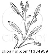 Black And White Woodcut Herbal Sage Plant