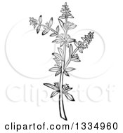 Black And White Woodcut Herbal Savory Plant