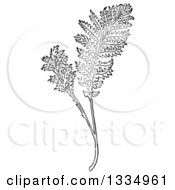 Black And White Woodcut Herbal Tansy Plant