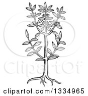 Black And White Woodcut Herbal Sweet Bay Plant