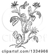 Black And White Woodcut Herbal Borage Plant