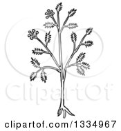 Poster, Art Print Of Black And White Woodcut Herbal Caraway Persian Cumin Plant