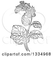 Black And White Woodcut Herbal Clary Sage Plant