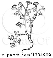 Black And White Woodcut Herbal Coriander Cilantro Plant