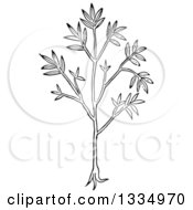 Clipart Of A Black And White Woodcut Herbal Cumin Plant Royalty Free Vector Illustration by Picsburg