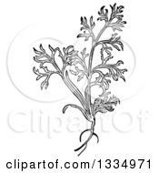 Black And White Woodcut Herbal Dill Plant