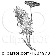 Black And White Woodcut Herbal Fennel Plant
