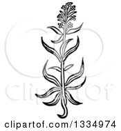 Clipart Of A Black And White Woodcut Herbal Hyssop Plant Royalty Free Vector Illustration by Picsburg