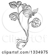 Black And White Woodcut Herbal Mallow Plant