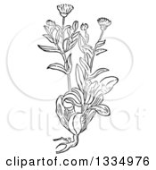 Black And White Woodcut Herbal Marigold Plant
