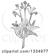 Black And White Woodcut Herbal Agrimony Plant