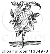 Black And White Woodcut Herbal Medicinal Agrimony Plant
