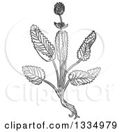 Black And White Woodcut Herbal Medicinal Betony Plant