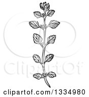 Clipart Of A Black And White Woodcut Herbal Medicinal Lemon Balm Plant Royalty Free Vector Illustration by Picsburg