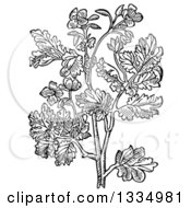 Black And White Woodcut Herbal Medicinal Celandine Plant