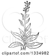 Clipart Of A Black And White Woodcut Herbal Medicinal Bugloss Plant Royalty Free Vector Illustration by Picsburg
