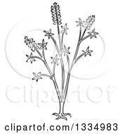 Black And White Woodcut Herbal Medicinal Chaste Tree Plant