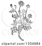 Black And White Woodcut Herbal Medicinal Chamomile Plant