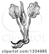 Clipart Of A Black And White Woodcut Herbal Medicinal Cuckoo Pint Plant Royalty Free Vector Illustration