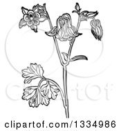 Black And White Woodcut Herbal Medicinal Columbine Plant