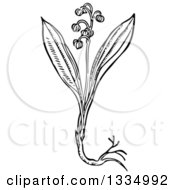 Black And White Woodcut Herbal Medicinal Lily Of The Valley Plant