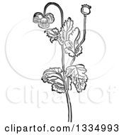 Black And White Woodcut Herbal Medicinal Opium Poppy Plant