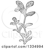 Black And White Woodcut Herbal Medicinal Pennyroyal Plant