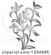 Black And White Woodcut Herbal Medicinal Periwinkle Plant