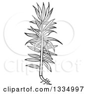 Clipart Of A Black And White Woodcut Herbal Medicinal Spurge Plant Royalty Free Vector Illustration